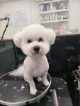 왈왈그루밍