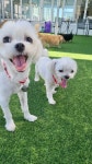 펫라운지 애견유치원 애견호텔 애견미용