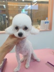 꽃단장하개