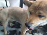 통영반려견 셀프목욕탕