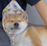 놀다올개