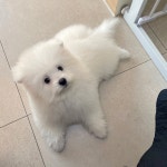 더아낌
