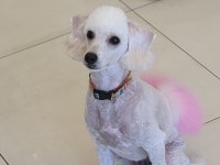 하태흥 반려동물의료센터 만수본점