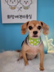 희망애견미용실