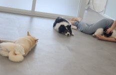 에덴애견유치원호텔