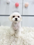 펫더헤븐화봉점