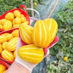 수촌농장
