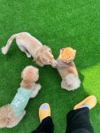 놀러왔댕