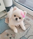 그루밍 하니