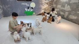 윤앤퍼피 애견유치원&애견호텔&애견훈련