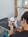 쿨펫애견미용학원 수원점