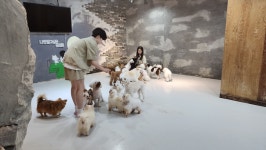 윤앤퍼피 애견유치원&애견호텔&애견훈련