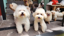 윤앤퍼피 애견유치원&애견호텔&애견훈련