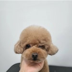 헤이라딘