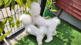 윤앤퍼피 애견유치원&애견호텔&애견훈련