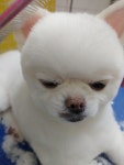 가좌동물병원