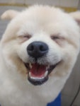 가좌동물병원