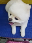 가좌동물병원