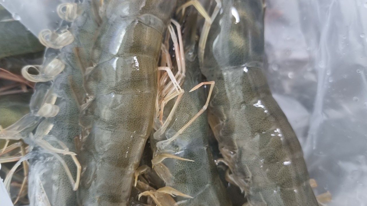 증도수산