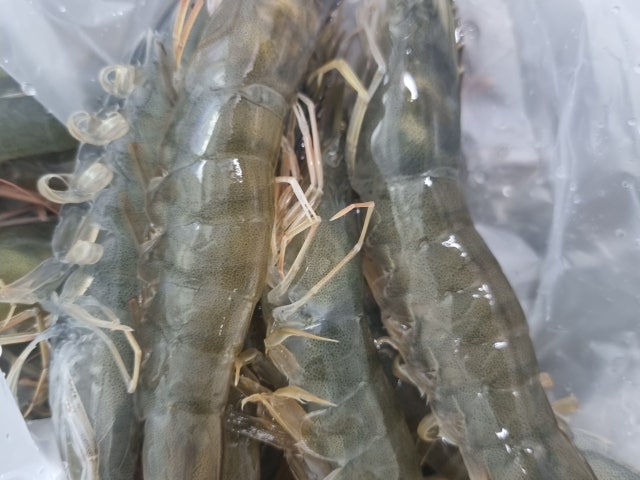 증도수산
