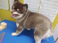 가좌동물병원
