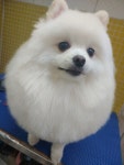 가좌동물병원