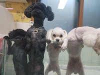 가좌동물병원