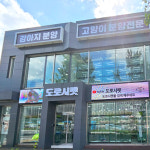 부산고양이 분양 도로시펫