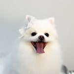 댕가댕가