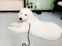 통영반려견 셀프목욕탕