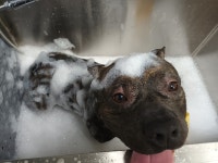 통영반려견 셀프목욕탕