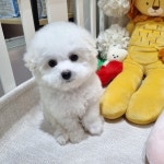 심쿵하개 애견미용