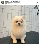 루트231 애견미용