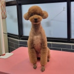 멍애견카페