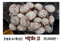 사포표고농장