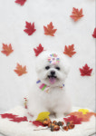 똥강쥐