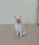 커먼독