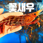 선장과아들수산