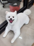 폼나개