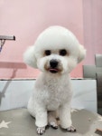 폼나개