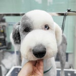 올 도그 그루밍