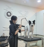 올 도그 그루밍