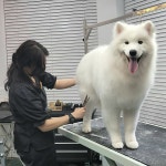 올 도그 그루밍