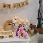 더귀여워 애견카페