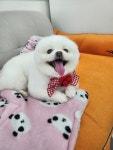 까미랑몽이