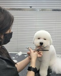 올 도그 그루밍