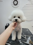 클래시그루밍도그 | 올 도그 그루밍