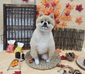 멍멍이미용실