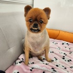 까미랑몽이