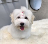 쇼룸 펫뷰티샵